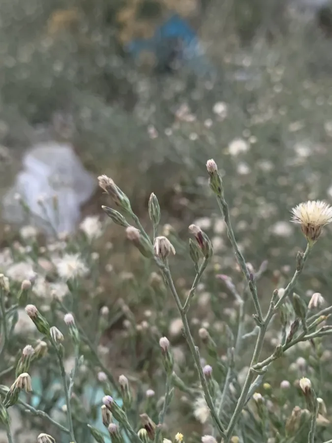 Symphyotrichum subulatum