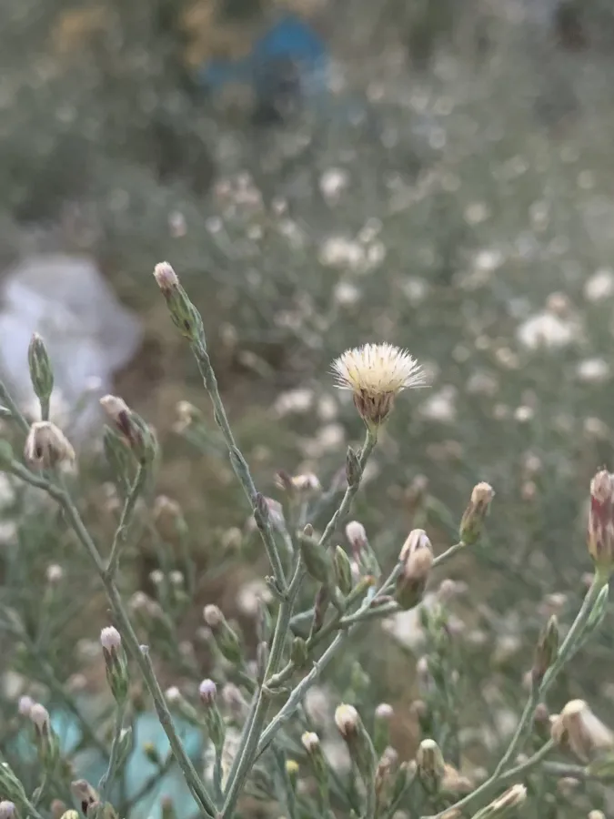 Symphyotrichum subulatum