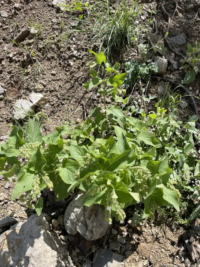 Symphytum kurdicum
