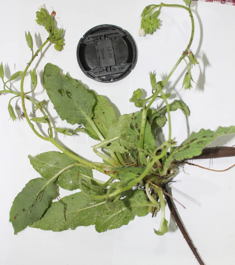Symphytum kurdicum