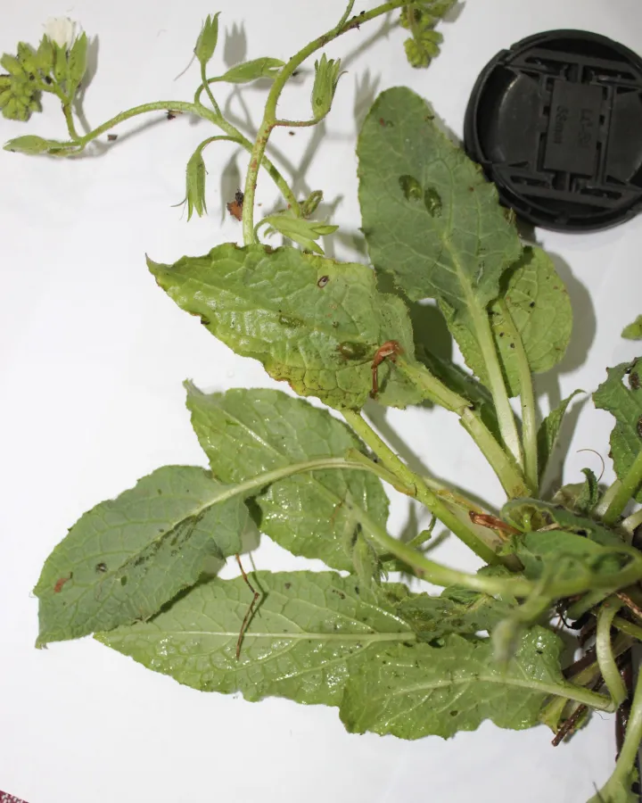 Symphytum kurdicum
