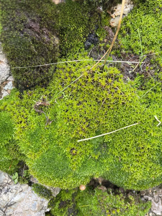Syntrichia ruralis