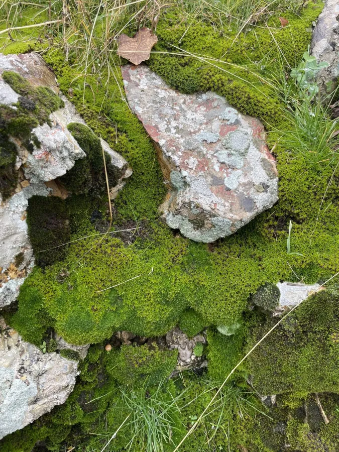 Syntrichia ruralis