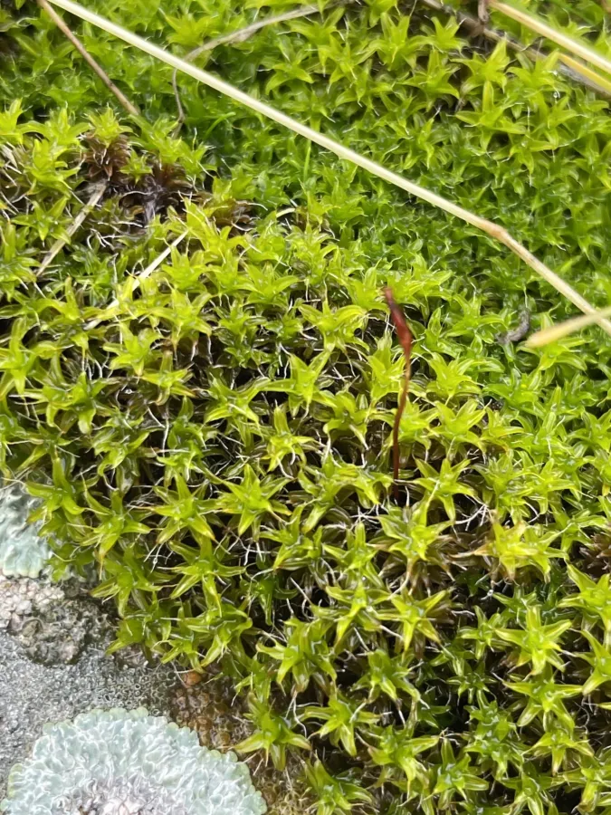 Syntrichia ruralis