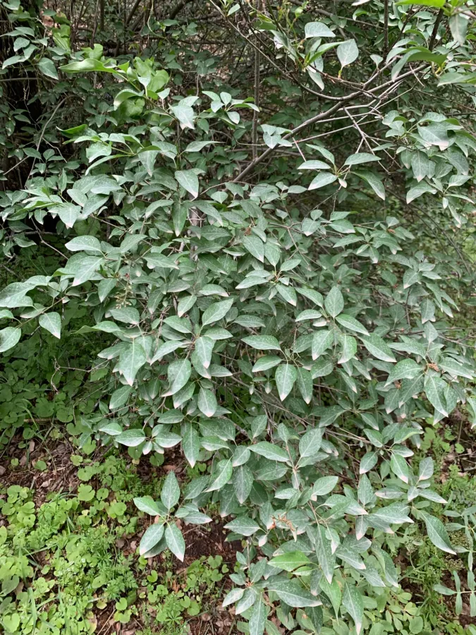 Syringa persica