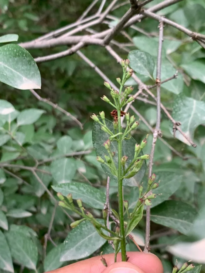 Syringa persica
