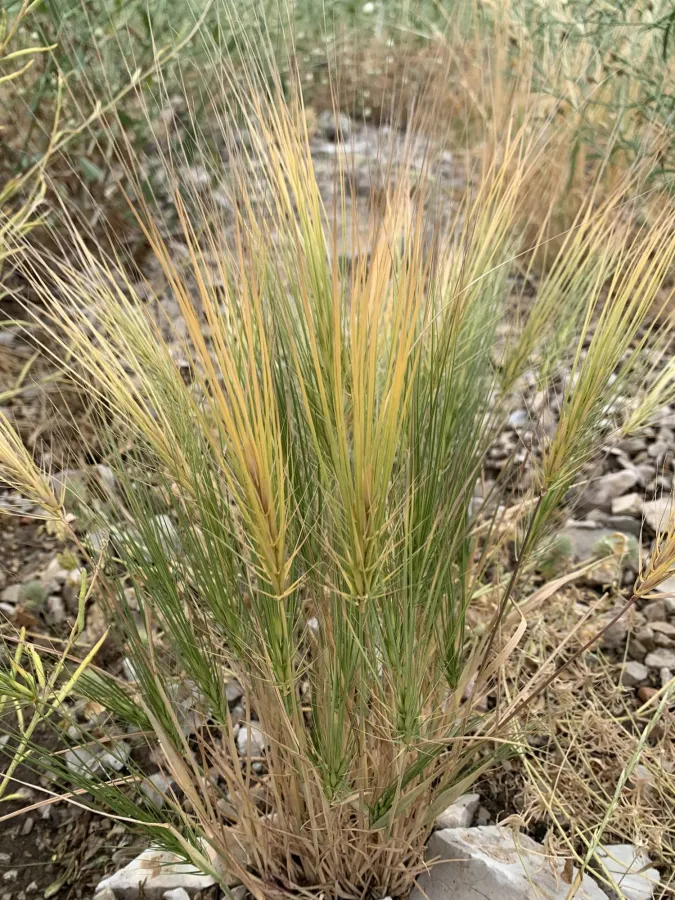 Taeniatherum caput-medusae