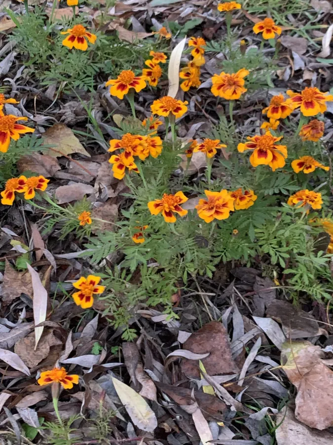 Tagetes erecta