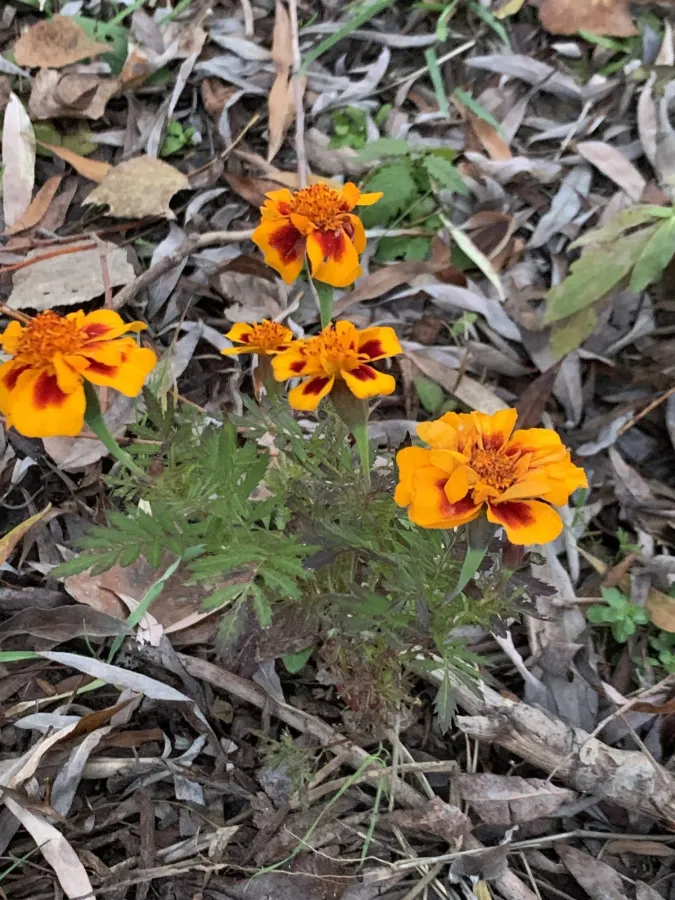 Tagetes erecta