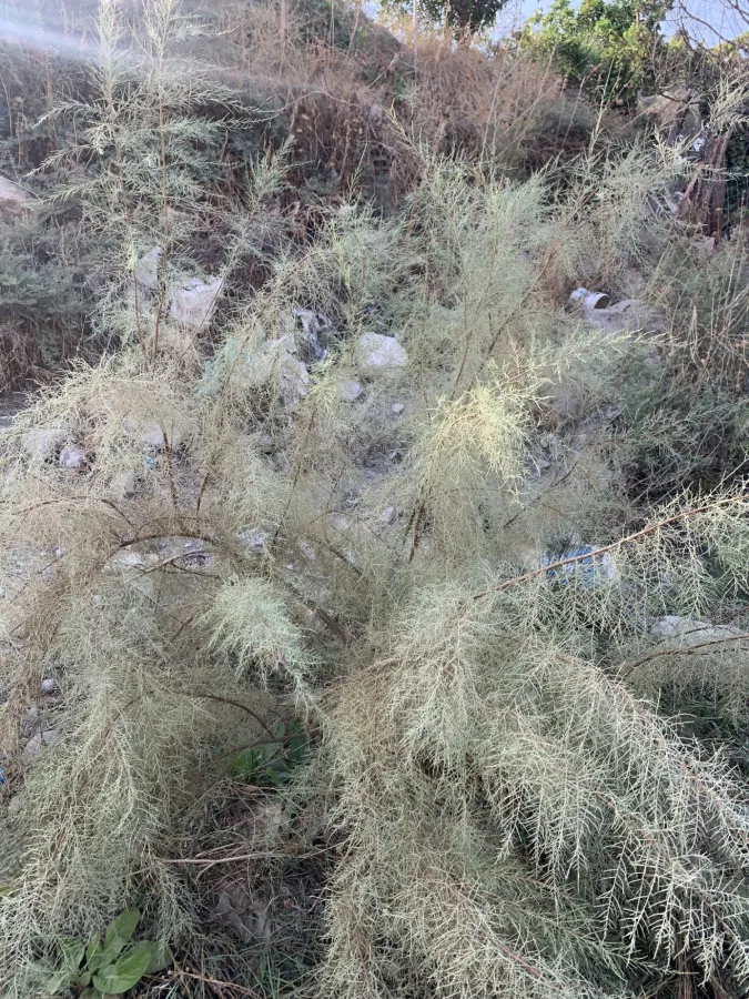 Tamarix florida