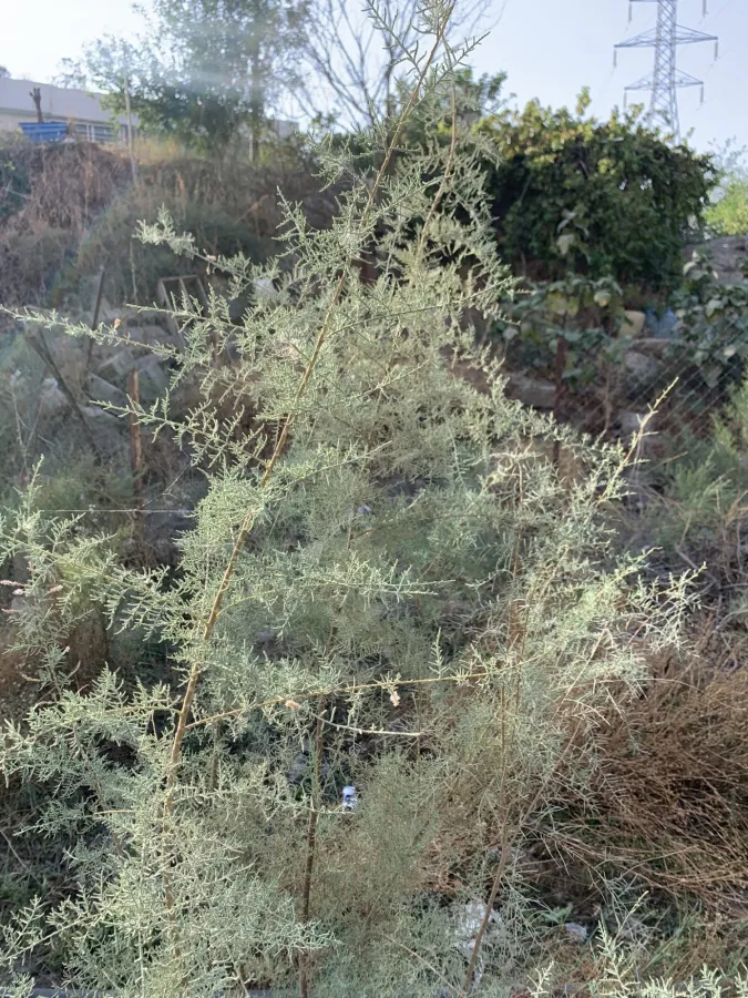 Tamarix florida