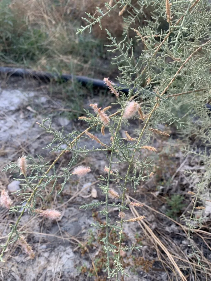 Tamarix florida