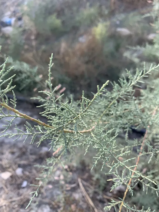 Tamarix florida