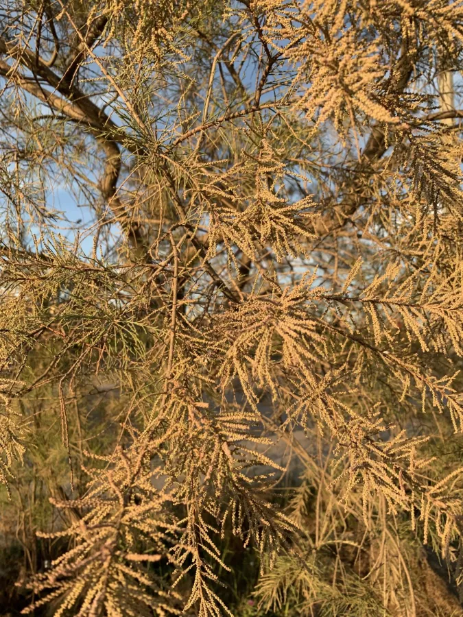 Tamarix ramosissima