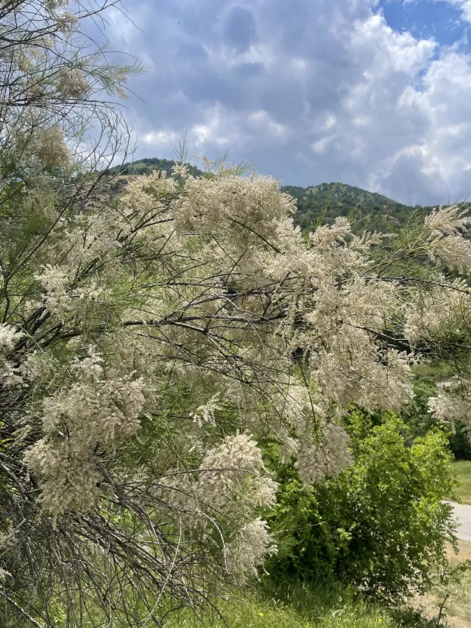 Tamarix ramosissima