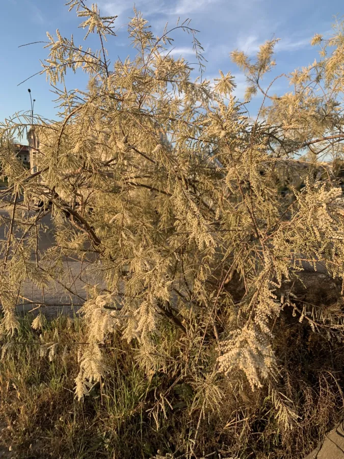 Tamarix ramosissima