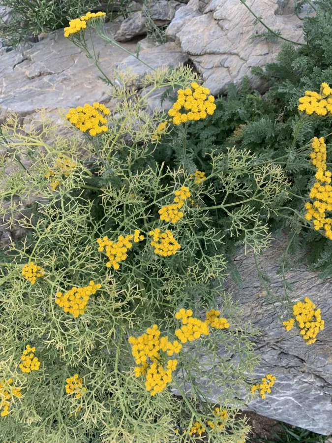 Tanacetum aureum