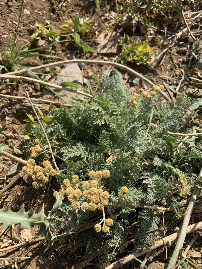 Tanacetum aureum