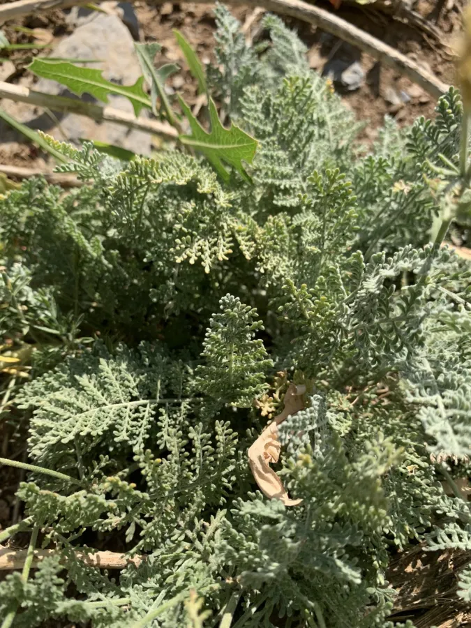 Tanacetum aureum