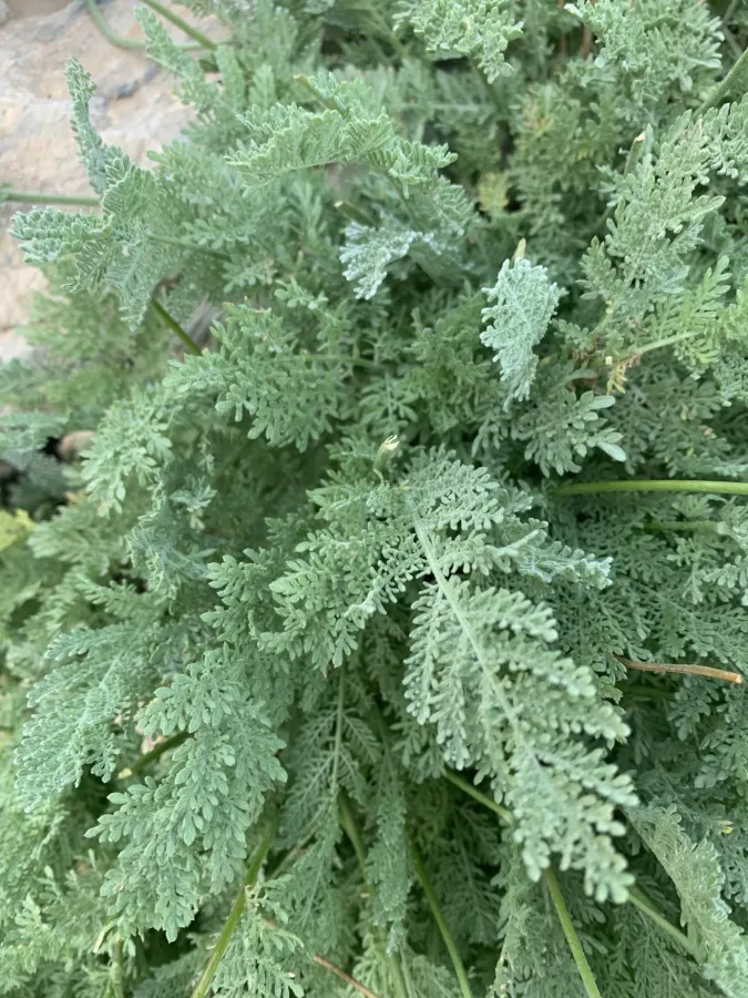 Tanacetum aureum