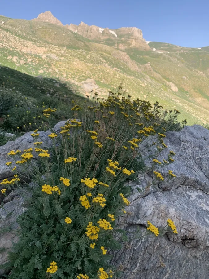 Tanacetum aureum