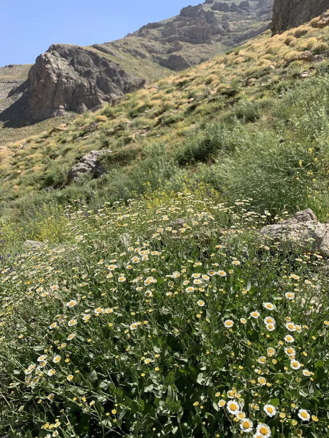 Tanacetum balsamitoides