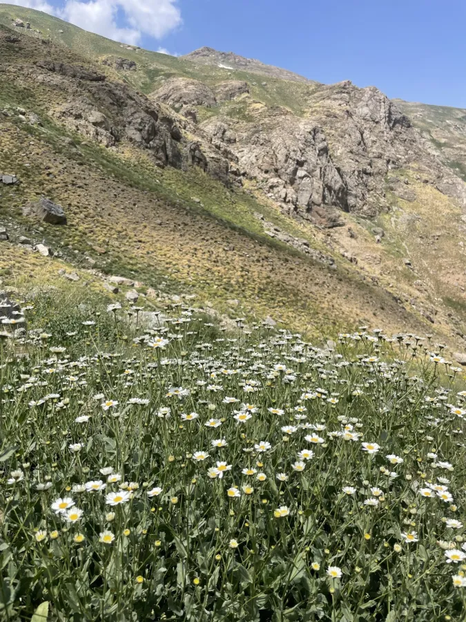 Tanacetum balsamitoides