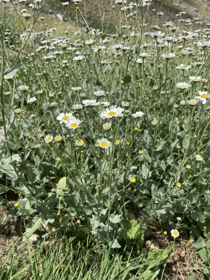 Tanacetum balsamitoides