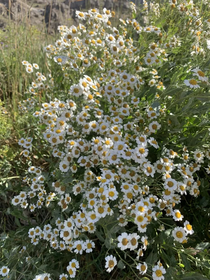 Tanacetum balsamitoides
