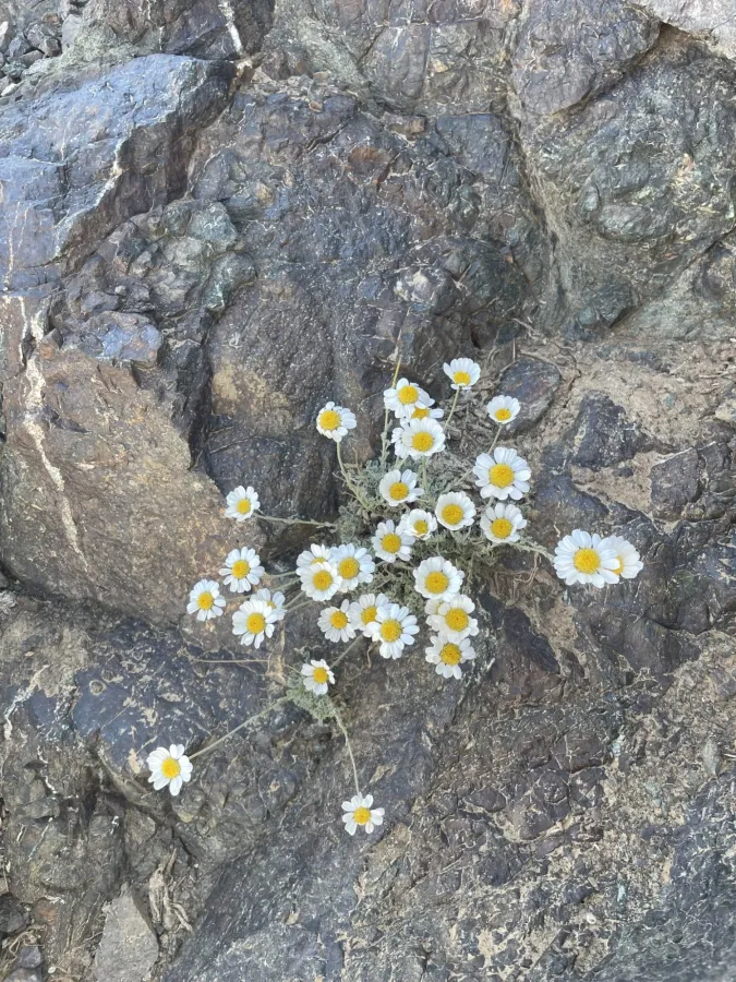 Tanacetum kotschyi