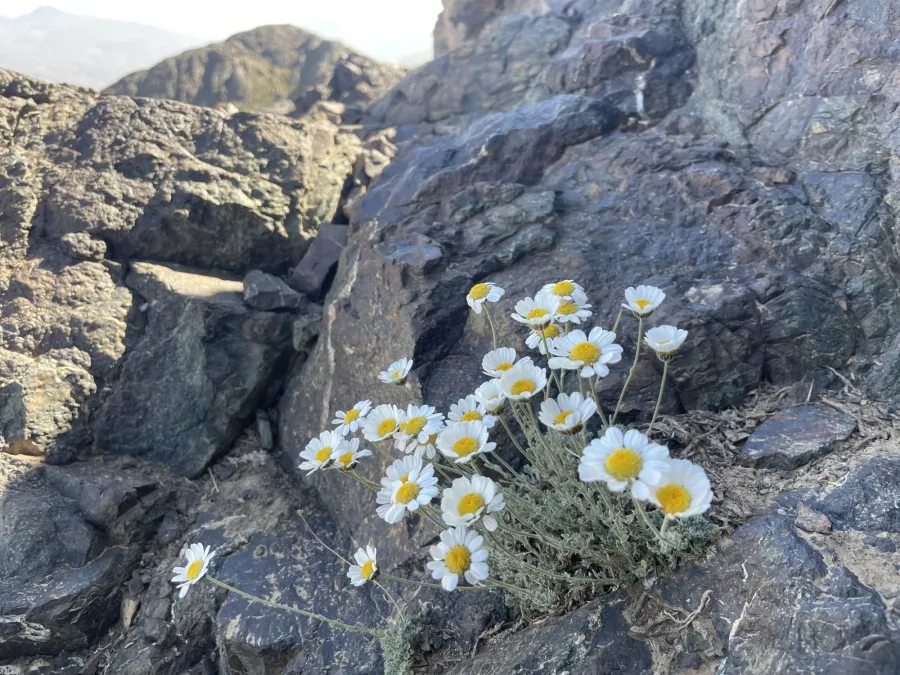 Tanacetum kotschyi