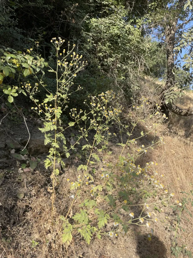 Tanacetum parthenium