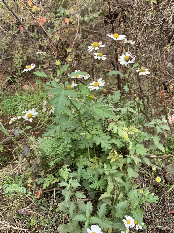 Tanacetum parthenium