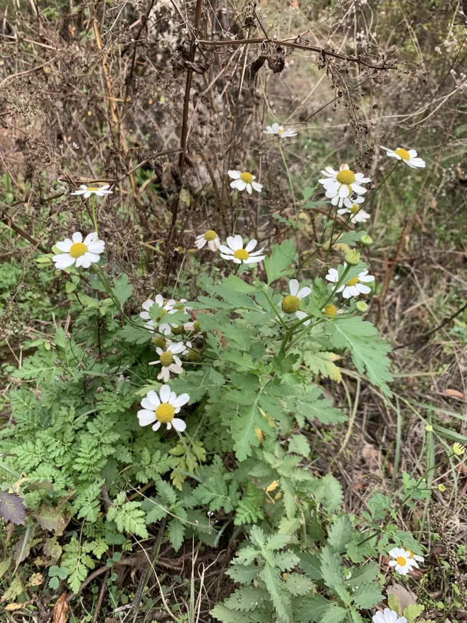 Tanacetum parthenium