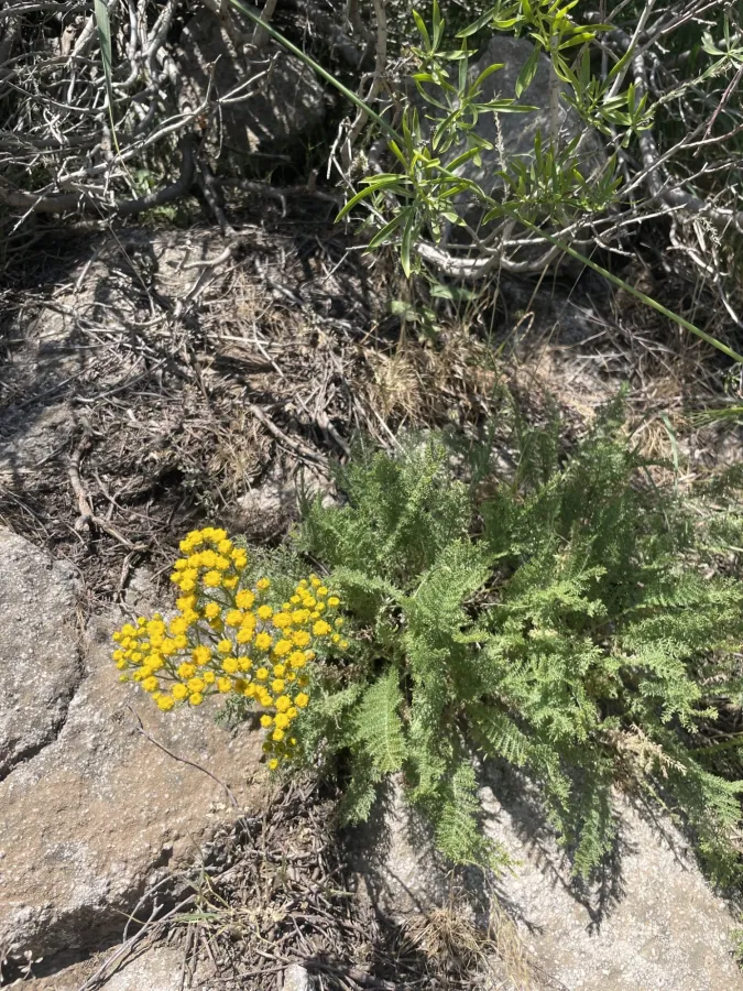Tanacetum polycephalum