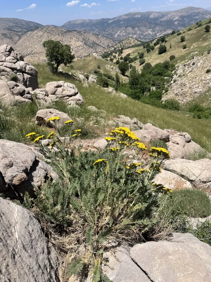 Tanacetum polycephalum