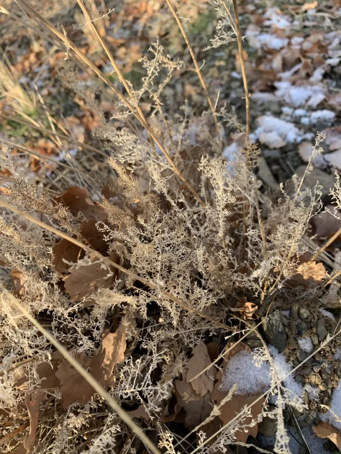 Tanacetum polycephalum