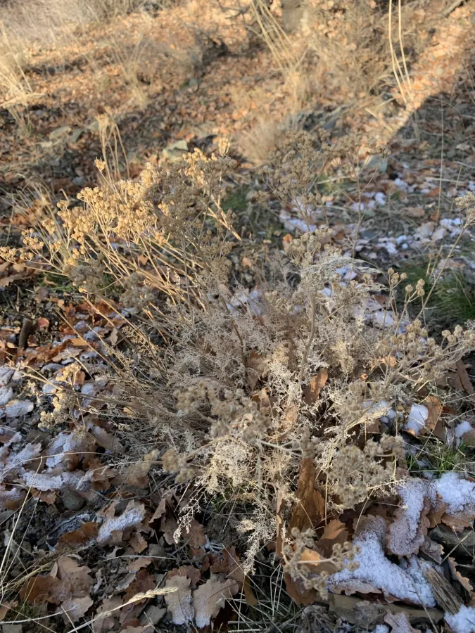 Tanacetum polycephalum