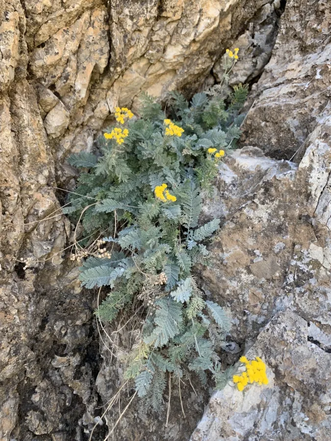 Tanacetum polycephalum