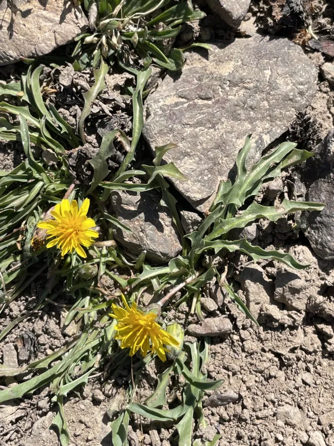 Taraxacum assemanii