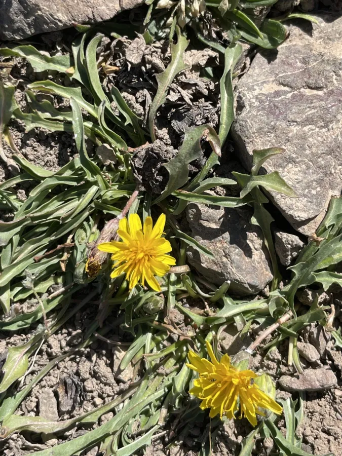 Taraxacum assemanii