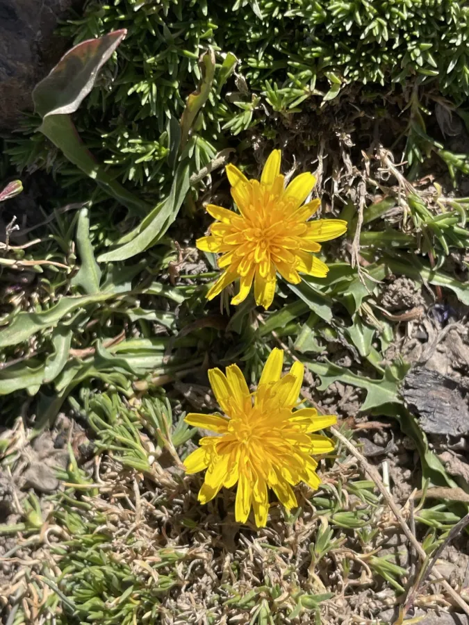 Taraxacum assemanii