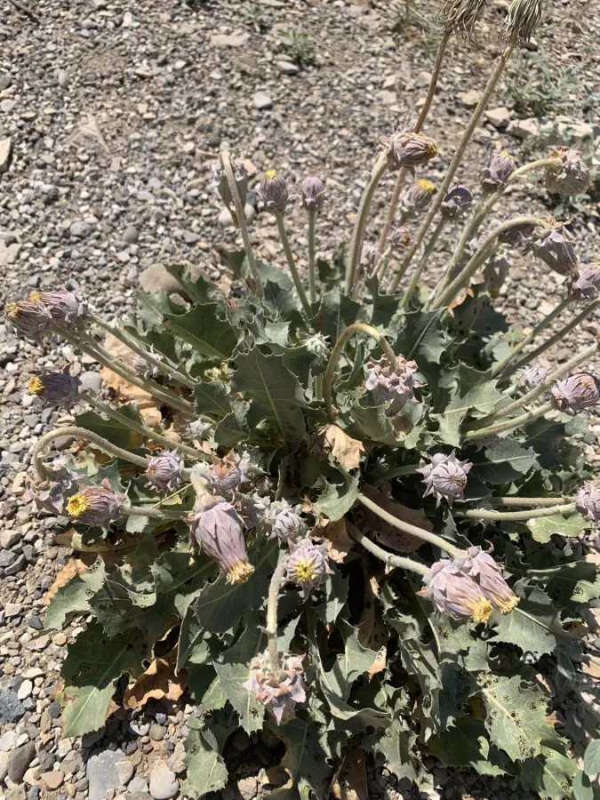 Taraxacum sonchoides
