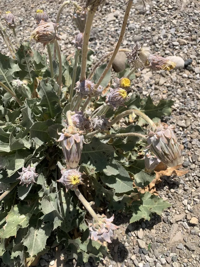 Taraxacum sonchoides
