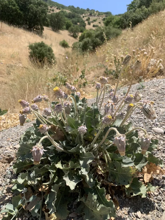 Taraxacum sonchoides