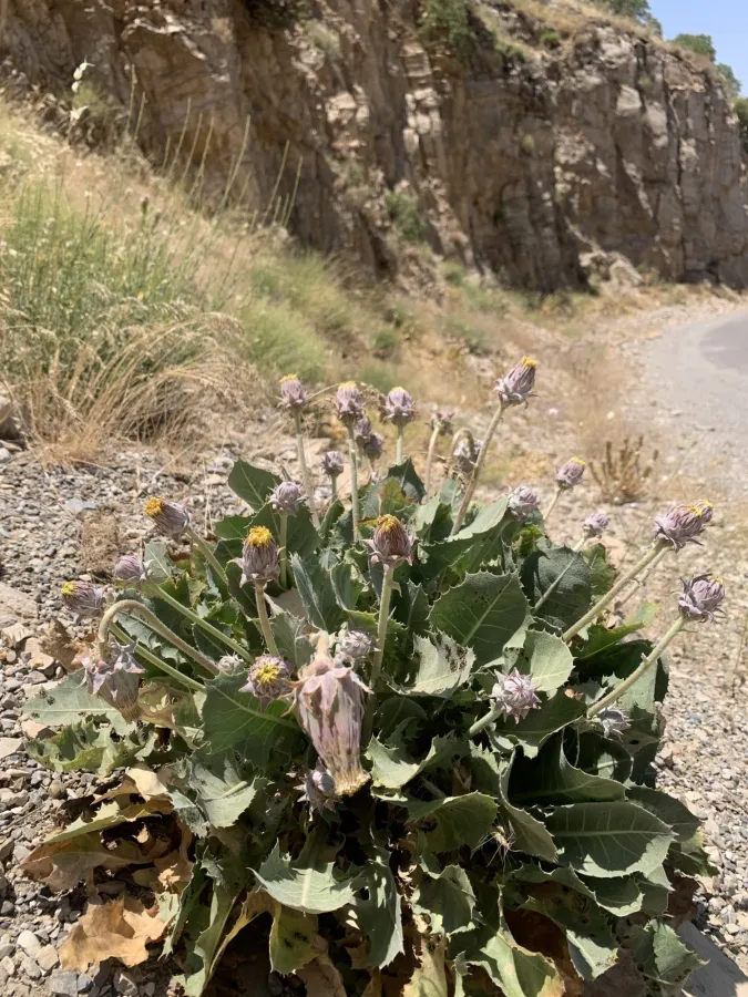 Taraxacum sonchoides