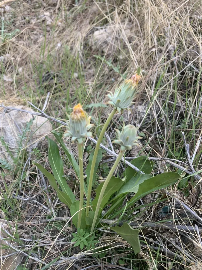 Taraxacum syriacum