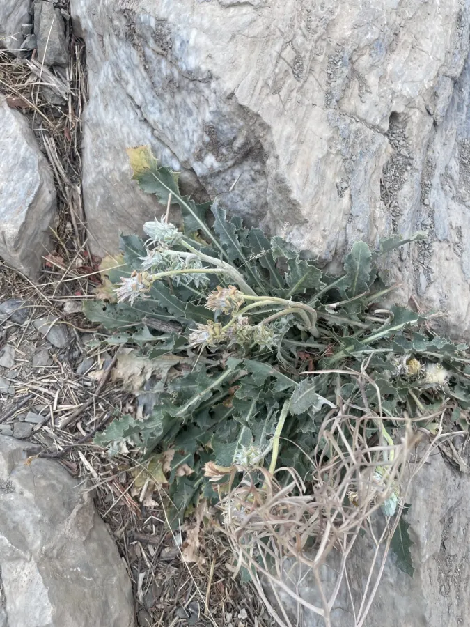 Taraxacum syriacum