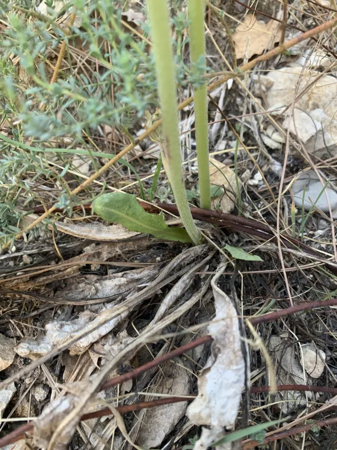Taraxacum syriacum