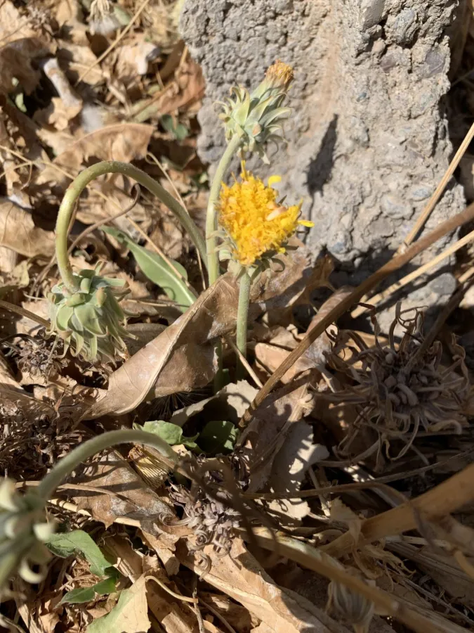 Taraxacum syriacum